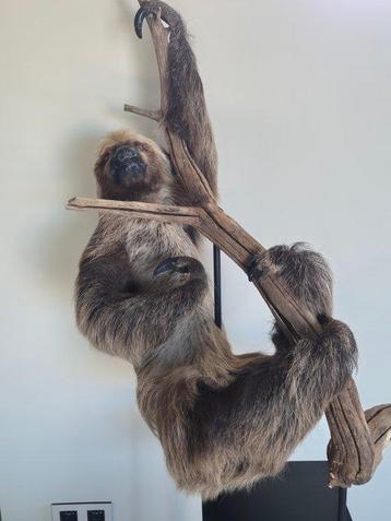 Luiaard Taxidermie volledige montage - Choloepus didactylus beschikbaar voor biedingen