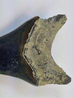Megalodon - Fossiele tand - 11.6 cm