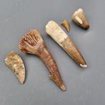 Dinosaurus - Fossiele tanden - Spinosaur, Carcharodontosaur,