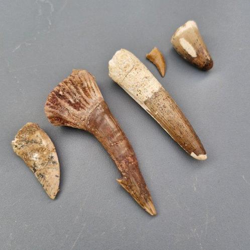 Dinosaurus - Fossiele tanden - Spinosaur, Carcharodontosaur,, Verzamelen, Mineralen en Fossielen