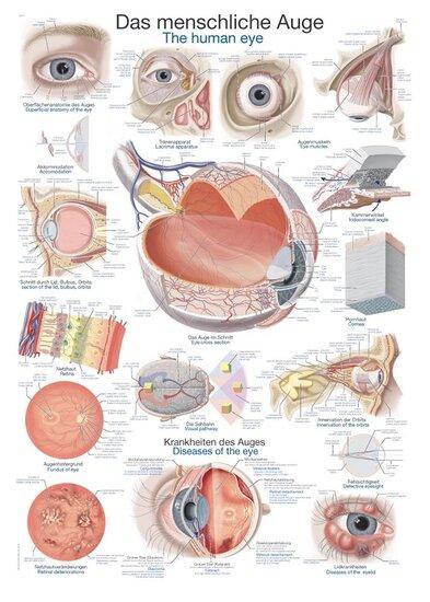 Anatomie poster oog (Duits/Engels/Latijn, kunststof-folie..., Sport en Fitness, Overige Sport en Fitness, Verzenden