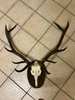 Jachttrofee, Verzamelen, Dierenverzamelingen, Nieuw