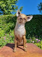 Beeldje - Chihuahua - hond - Brons