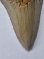 Megalodon - Fossiele tand - Otodus (Carcharocles) megalodon
