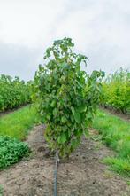 Davidia involucrata meerstammig 300-350