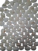 White Chippy Schelpen 1 kilo, Ophalen of Verzenden, Nieuw