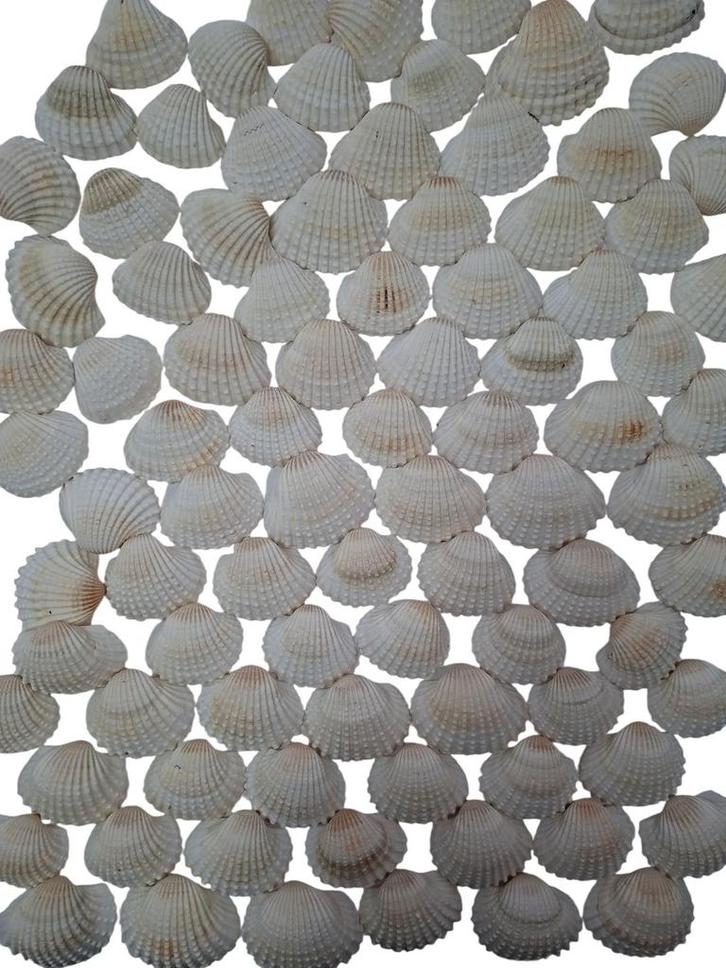 White Chippy Schelpen 1 kilo, Hobby en Vrije tijd, Knutselen, Nieuw, Ophalen of Verzenden