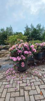 Rhododendron Roseum Elegans 90-100cm XXL, Tuin en Terras, Planten | Bomen, Ophalen