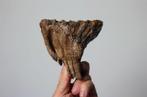 Wolharige mammoet - Tand - Mammuthus primigenius