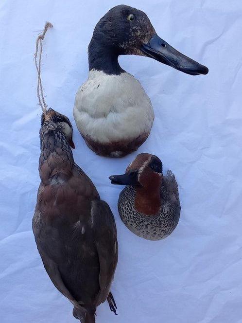 Patrijs, lepelaar, slobeend Taxidermie volledige montage -, Verzamelen, Dierenverzamelingen
