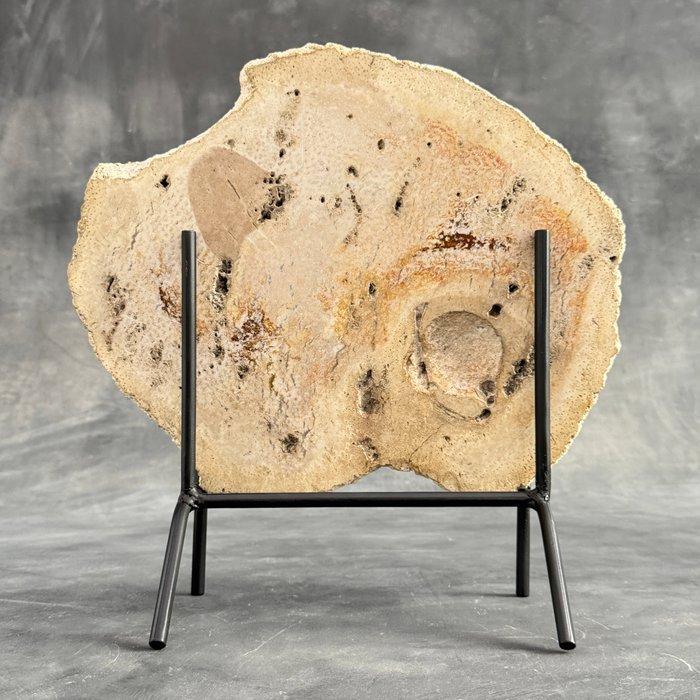 Prachtige versteende palmwortel in een aangepaste standaard, Antiek en Kunst, Kunst | Designobjecten