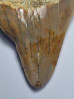 Megalodon - Fossiele tand - 10 cm