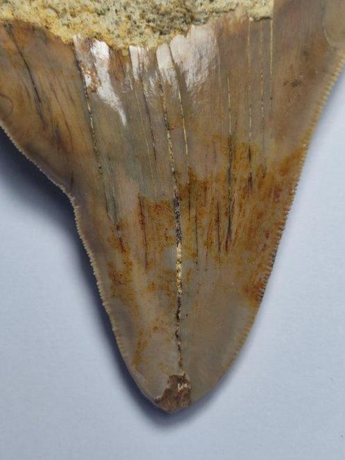 Megalodon - Fossiele tand - 10 cm, Verzamelen, Mineralen en Fossielen
