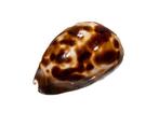Venusta Cowrie Taxidermie wandmontage - Zoila venusta, Verzamelen, Nieuw