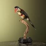 Arassari Taxidermie volledige montage - Pteroglossus, Nieuw