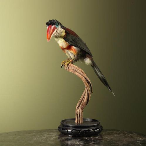 Arassari Taxidermie volledige montage - Pteroglossus, Verzamelen, Dierenverzamelingen