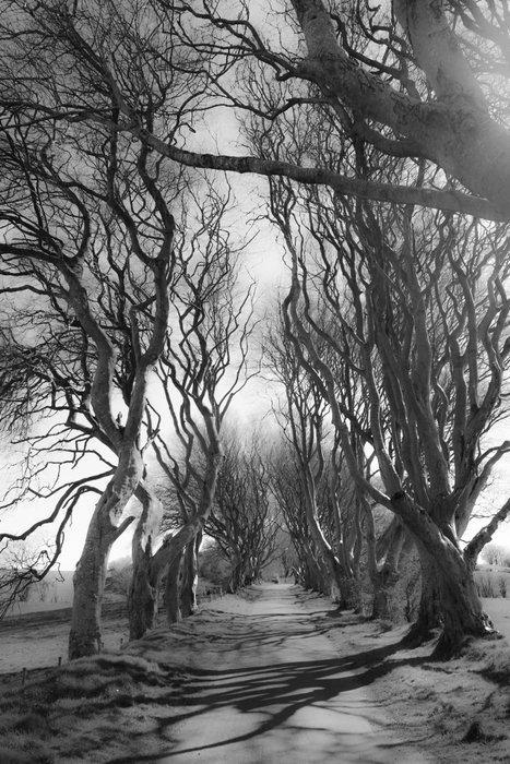 Gilliard Bressan - Winter Lane - XL, Antiek en Kunst, Kunst | Designobjecten