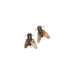 Grappige Strontvlieg Oorbellen - Oorbel Dames Heren - Insect, Verzenden, Nieuw