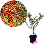 Hippophae rham Hergo + pot 19cm, Verzenden, Volle zon