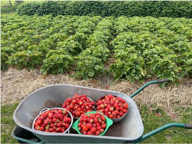 Aardbeienplantjes te koop - 2 voor 1€  + Frambozen planten, Tuin en Terras, Planten | Tuinplanten, Verzenden