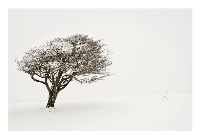 Andre Lichtenberg - Snow & Tree II, Antiek en Kunst, Kunst | Designobjecten