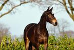 Uw paard verkopen?, Dieren en Toebehoren, Gechipt