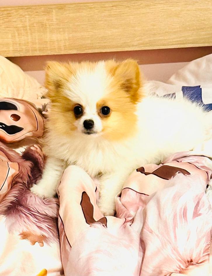 Zeer klein mini pomeranian pomeriaan teefje, zeer sociaal, Dieren en Toebehoren, Honden | Chihuahua's en Gezelschapshonden, Meerdere