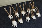 Roebuck Schedel - Capreolus capreolus - 0 cm - 0 cm - 0 cm-