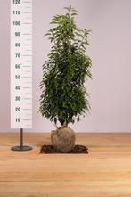 Prunus lusitanica Angustifolia (portugese laurier), Tuin en Terras, Planten | Struiken en Hagen, Ophalen of Verzenden, Laurier