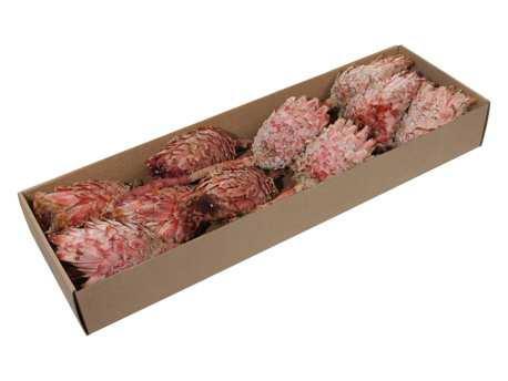 Protea barbigera medium - rood (doos van 10 stuks) – mooie, Huis en Inrichting, Woonaccessoires | Kunstplanten en Kunstbloemen