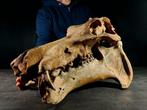 enorme fossiele nijlpaard - Fossiele schedel - hippopotamus, Verzamelen