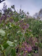 Sering Syringa vulgaris, Tuin en Terras, Ophalen