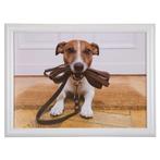 schootkussen humor jack russell 43cm, Verzenden, Nieuw