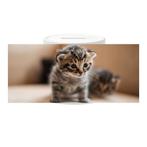 Spaarpot - Kittens op Onderzoek-Ontdekkingstocht NIEUW, Verzamelen, Spaarpotten, Nieuw, Ophalen of Verzenden