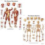 Anatomie poster spieren en skelet (Engels, gelamineerd 50..., Verzenden, Nieuw