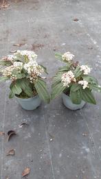 Viburnum daviddi sneeuwbal 25cm, Ophalen