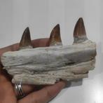 Mosasaurus - Gefossiliseerde kaak - reptil marino - 10.5 cm, Verzamelen