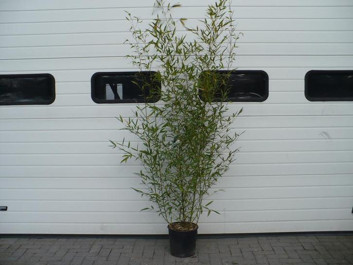Phyllostachys bissetii, nigra, aurea en Fargesia rufa bamboe, Tuin en Terras, Planten | Tuinplanten, Overige soorten, Vaste plant