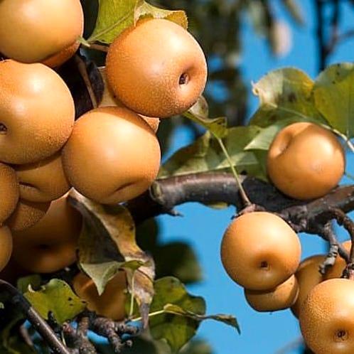 Pyrus pyrifolia ‘Shinko’ + pot 23cm, Tuin en Terras, Planten | Fruitbomen, Volle zon, Verzenden