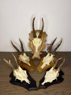 Reebok Schedel van een zoogdier - Capreolus capreolus - 20