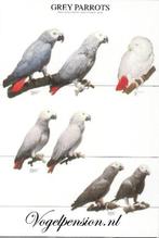 Vogelposter Grijze Roodstaart gelamineerd - Vogelposters, Verzenden, Nieuw