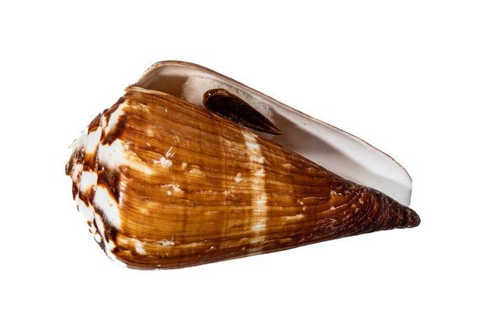 Vlaggen-kegelschnecke ***SAMMLERSCHNECKE*** Taxidermie, Verzamelen, Dierenverzamelingen