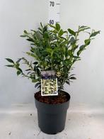 Sarcococca confusa - Hoogte 35cm - Potmaat 21cm, Huis en Inrichting, Kamerplanten, Ophalen