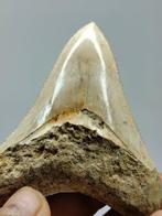 Megalodon in zijn natuurlijke staat - Fossiele tand -