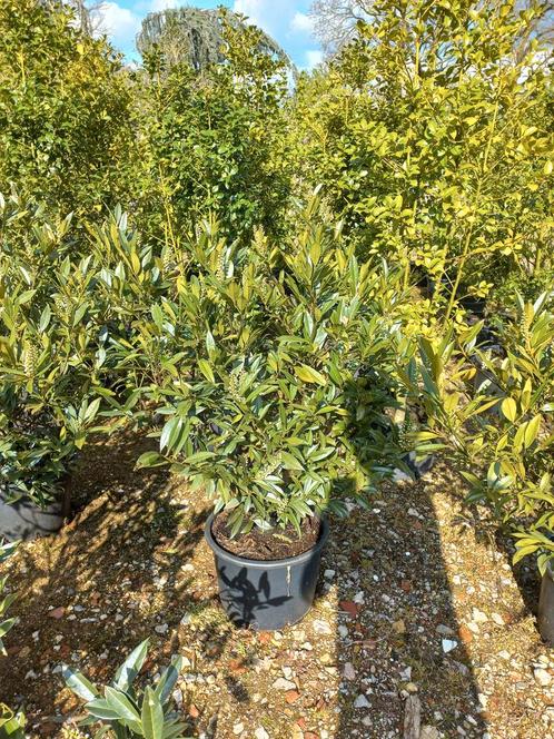 Prunus Lauroceracus Otto luyken laurier, Tuin en Terras, Planten | Struiken en Hagen, Ophalen