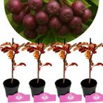 Sorbus Burka  + Pot 9cm 4 pcs, Tuin en Terras, Planten | Fruitbomen, Verzenden, Halfschaduw