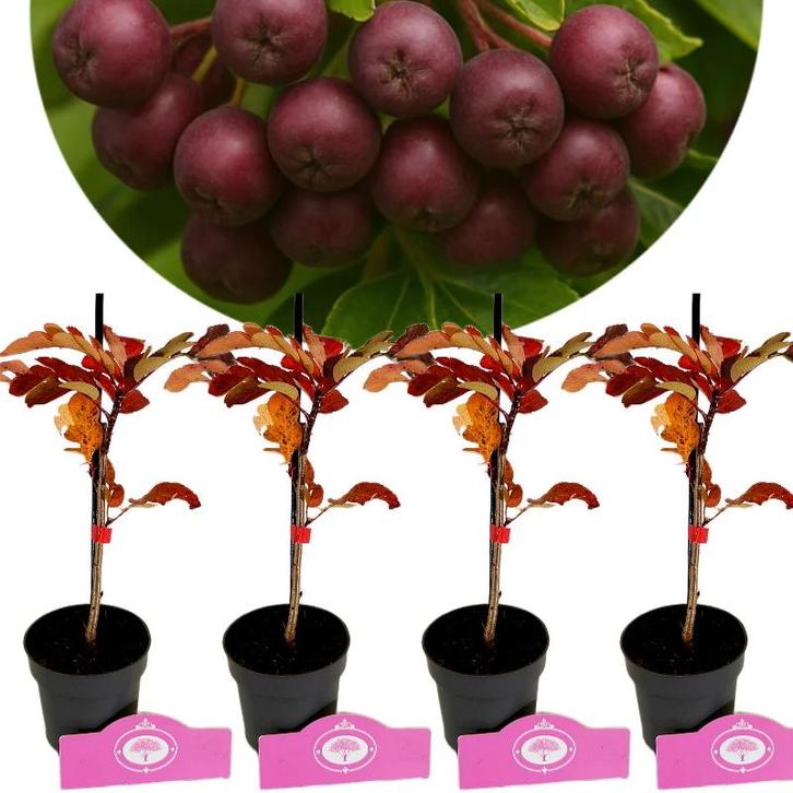 Sorbus Burka  + Pot 9cm 4 pcs, Tuin en Terras, Planten | Fruitbomen, Halfschaduw, Verzenden