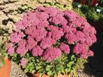 Sedum telephium Autumn Joy (Roze tot diep Rood), Tuin en Terras, Planten | Tuinplanten, Volle zon, Vaste plant, Siergrassen, Ophalen of Verzenden