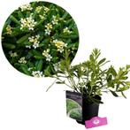Pittosporum tobira Nanum + pot 17cm, Tuin en Terras, Planten | Tuinplanten, Verzenden
