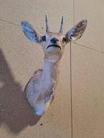 Duiker hoofdmontage Taxidermie volledige montage -, Verzamelen, Dierenverzamelingen, Nieuw